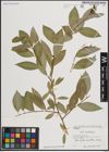 Foto von Salix excelsa S. G. Gmel.